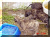 Great Dane Puppies , Great Danes for Sale , Great Dane Breeders